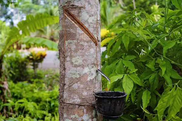 La valeur et l'utilisation des arbres à caoutchouc