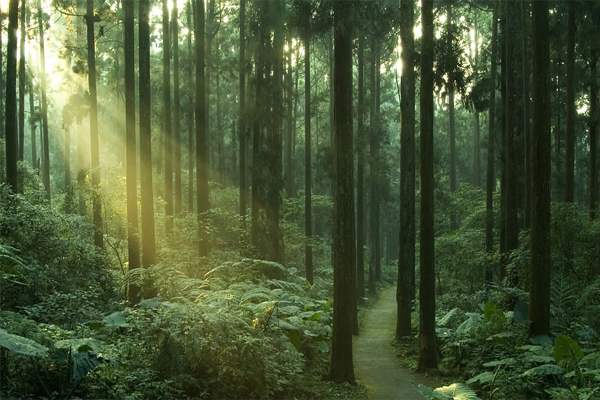 Des paiements croissants sont nécessaires pour protéger les forêts capables de stocker du carbone : étude